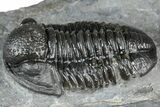 Detailed Gerastos Trilobite Fossil - Morocco #363951-2